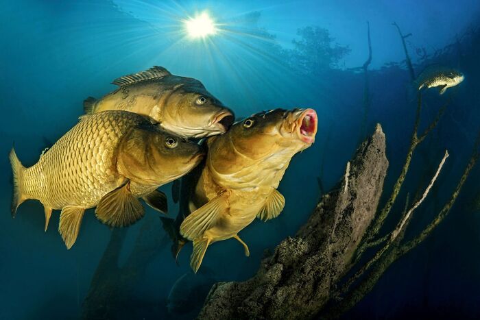 Underwater view of carp fish submitted to the Ournature Environmental Photo Awards 2026.