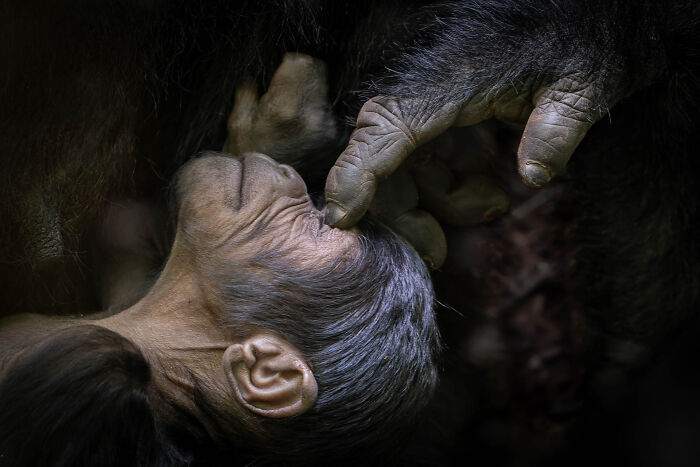 Wildlife photo showing a tender moment between a mother chimpanzee and her baby.