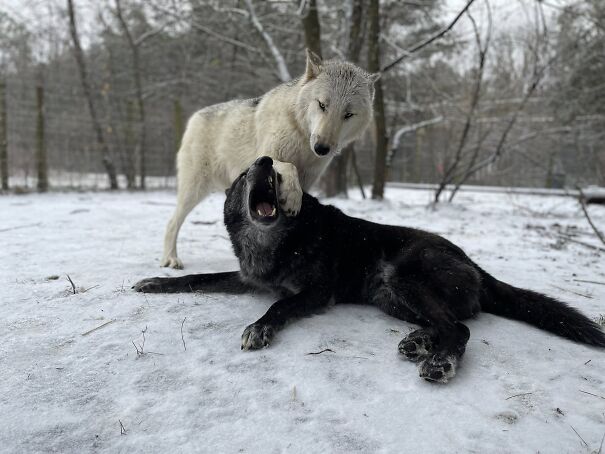 ColdPaws-6add4fe9b0cf5-1.jpg