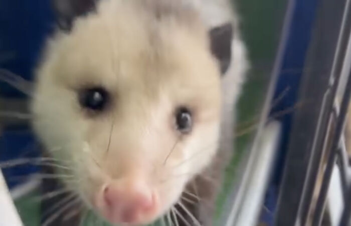 An Injured Opossum Survived Against All Odds, And Now He’s Teaching People To Love His Species An Injured Opossum Survived Against All Odds, And Now He’s Teaching People To Love His Species