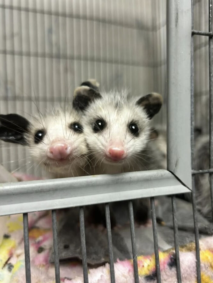 An Injured Opossum Survived Against All Odds, And Now He’s Teaching People To Love His Species An Injured Opossum Survived Against All Odds, And Now He’s Teaching People To Love His Species