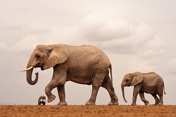 Wildlife photo of a large elephant and a baby elephant walking on a dry plain