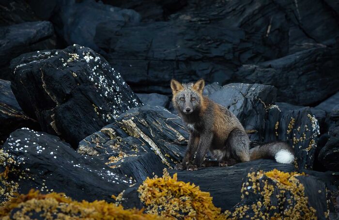 A dark fox with a white-tipped tail perched on wet black rocks for Npoty.
