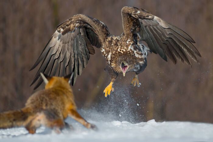 An eagle swooping down near a red fox in the snow from the Ournature Environmental Photo Awards.
