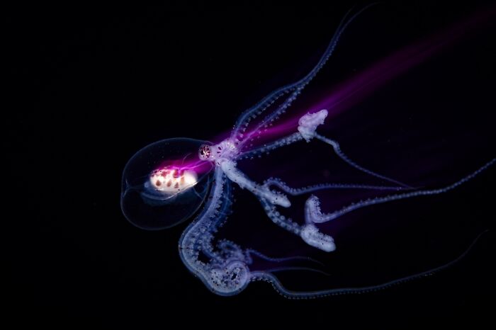Bioluminescent octopus glowing in dark ocean captured in award-winning photo