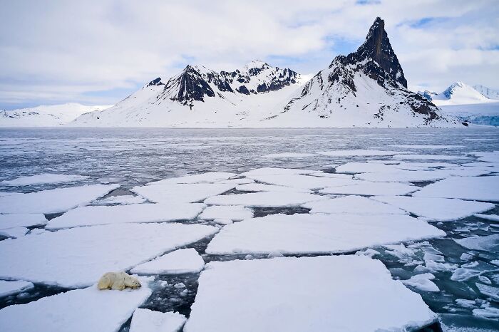 A polar bear resting on ice floes before snowy mountains in Ournature Environmental Photo Awards 2026