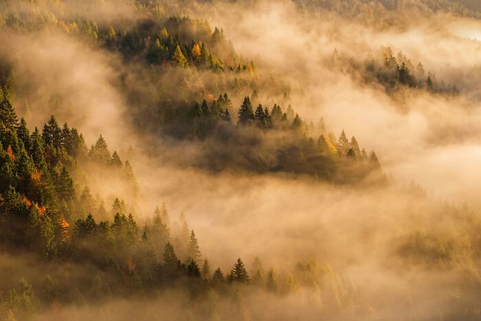 Misty mountain forest shrouded in morning fog, captured for Ournature Environmental Photo Awards.