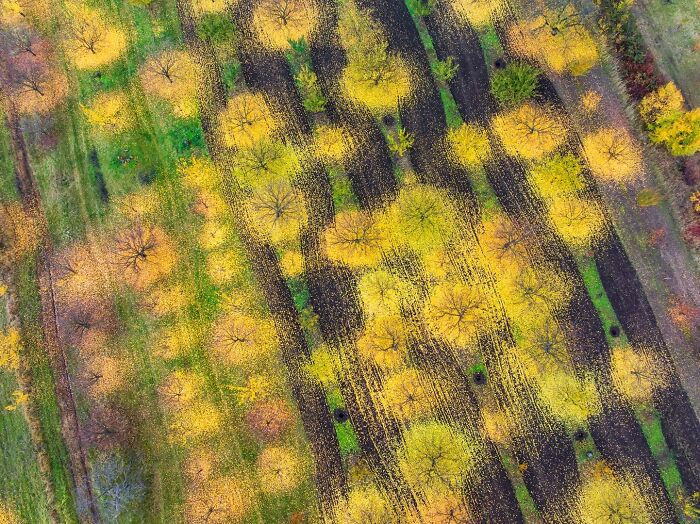 Aerial photography of yellow autumn trees from the Ournature Environmental Photo Awards 2026.