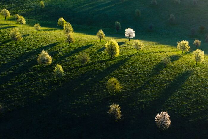 Aerial shot of rolling green hills dotted with trees for OurNature Environmental Photo Awards.