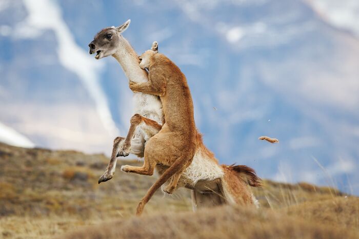 Mountain lion attacking a guanaco in dramatic wildlife moment