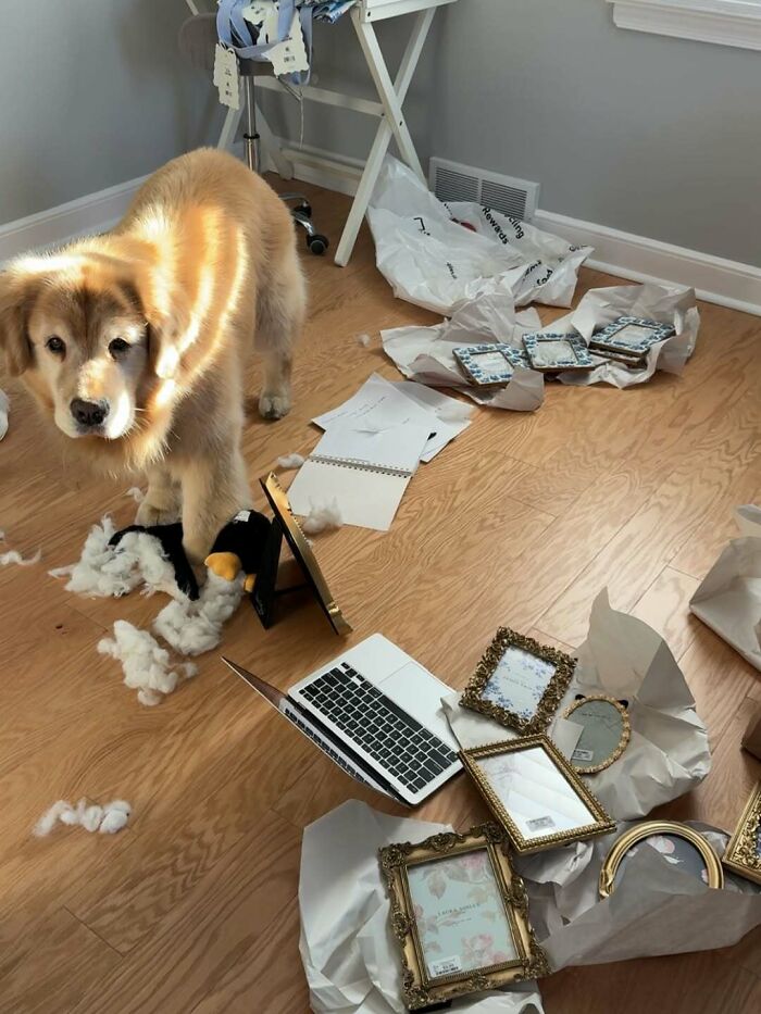Golden retriever amidst torn photo frames and papers