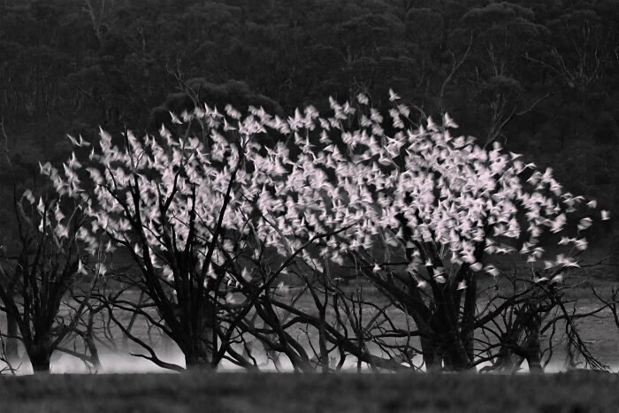 Winner, Birds In Flight: In Full Bloom By Cheng Kang
