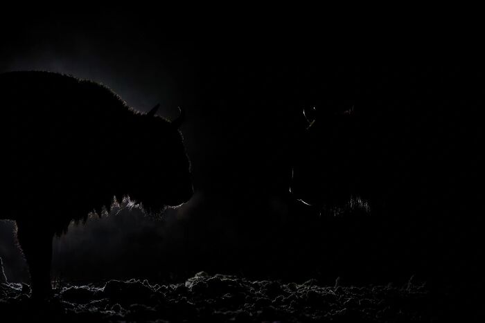 Silhouette of bison in the dark featured in Ournature Environmental Photo Awards 2026