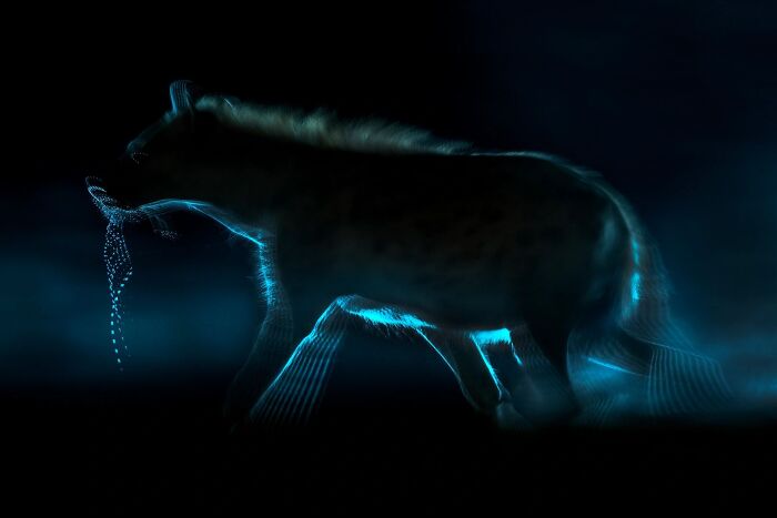 Silhouetted animal glowing with electric blue light trails, from the Ournature Environmental Photo Awards.