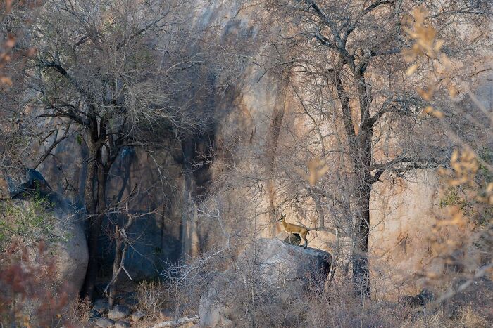 Small antelope standing on a rock surrounded by dry trees, from Ournature Environmental Photo Awards 2026.