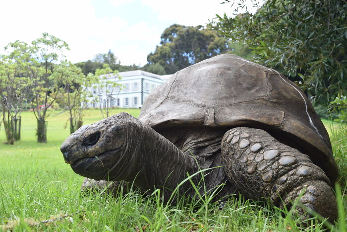Jonathan the tortoise walking across green grass with Plantation House in the background. Jonathan the tortoise walking across green grass with Plantation House in the background.