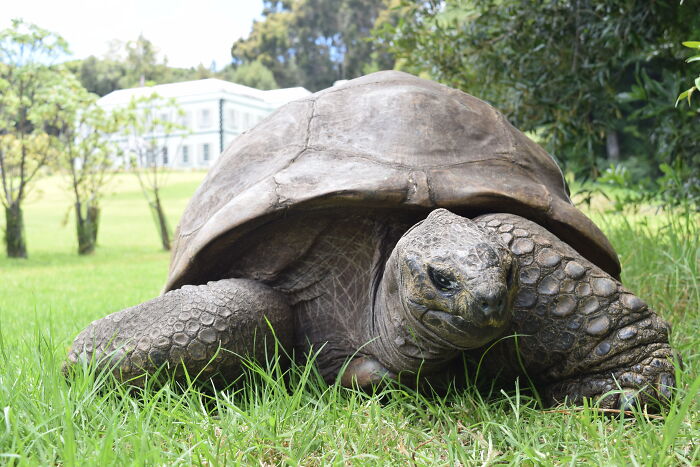 Close up of Jonathan, the worlds oldest living tortoise, resting in lush green grass. Close up of Jonathan, the worlds oldest living tortoise, resting in lush green grass.