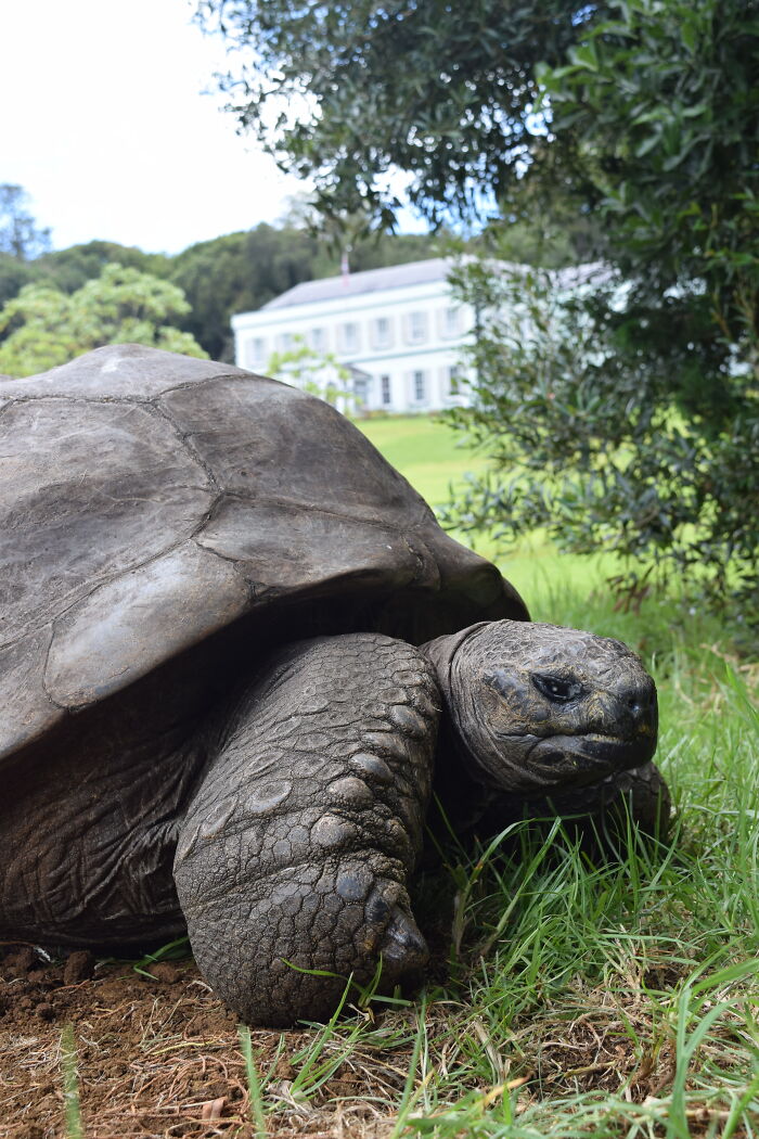 Close-up of Jonathan the world's oldest tortoise on the grounds of Saint Helena. Close-up of Jonathan the world's oldest tortoise on the grounds of Saint Helena.