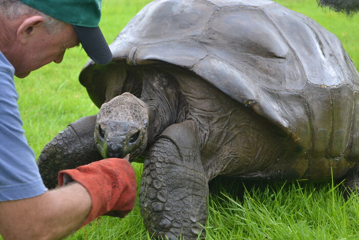 A man feeds Jonathan, the worlds oldest living tortoise, outdoors on green grass. A man feeds Jonathan, the worlds oldest living tortoise, outdoors on green grass.