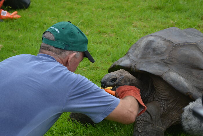 A handler feeding Jonathan the world's oldest living tortoise fresh vegetables on Saint Helena. A handler feeding Jonathan the world's oldest living tortoise fresh vegetables on Saint Helena.