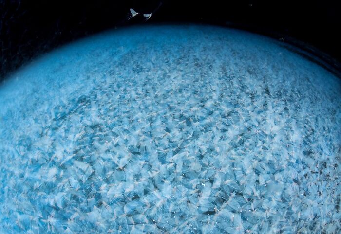 Massive swarm of aquatic insects captured for the Ournature Environmental Photo Awards.