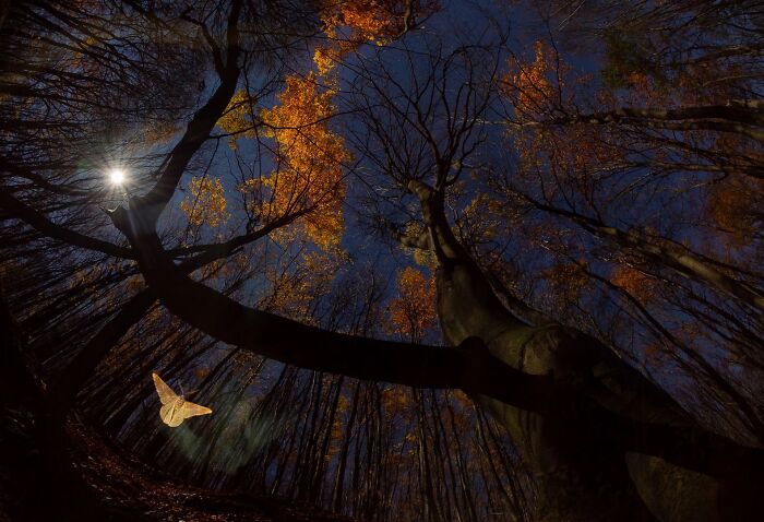 Moth flying through a sunlit autumn forest canopy, featured in OurNature Environmental Photo Awards.
