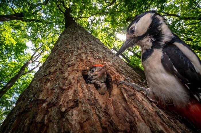 Woodpecker feeding chick in tree trunk, Ournature Environmental Photo Awards
