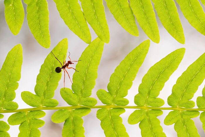 Close up of an ant crawling on bright green fern leaves for Ournature Environmental Photo Awards 2026