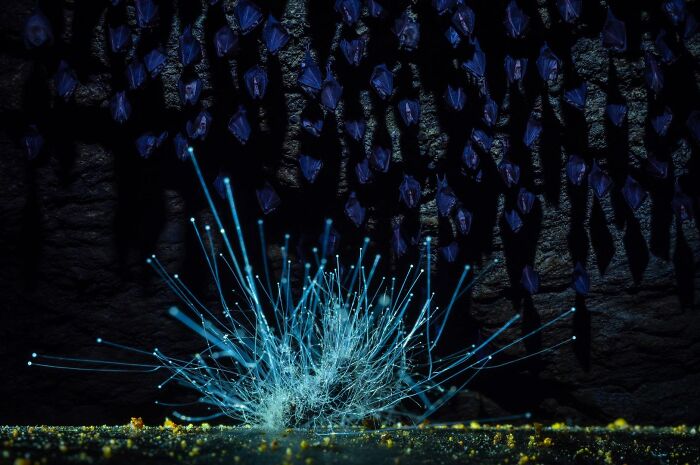 Bioluminescent fungus glowing beneath roosting bats, an entry in Ournature Environmental Photo Awards.