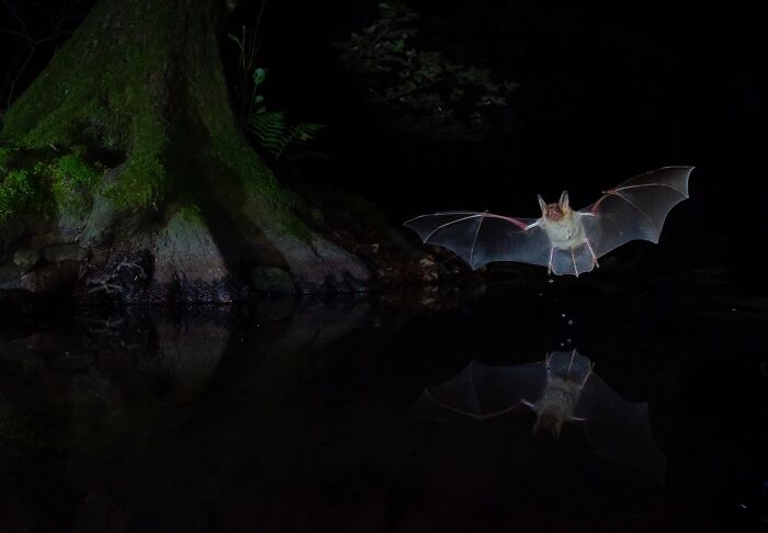 Bat flying over water at night, a shot from Ournature Environmental Photo Awards.