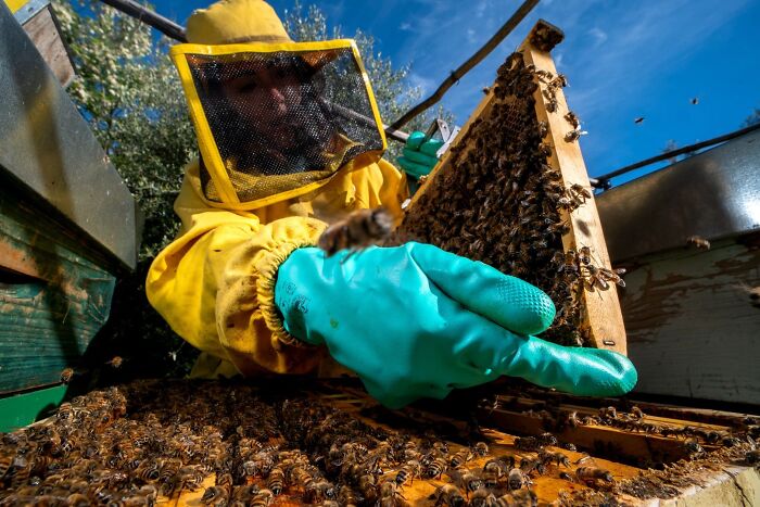 A beekeeper in a yellow suit inspecting honeycombs, showcased in the Environmental Photo Awards.