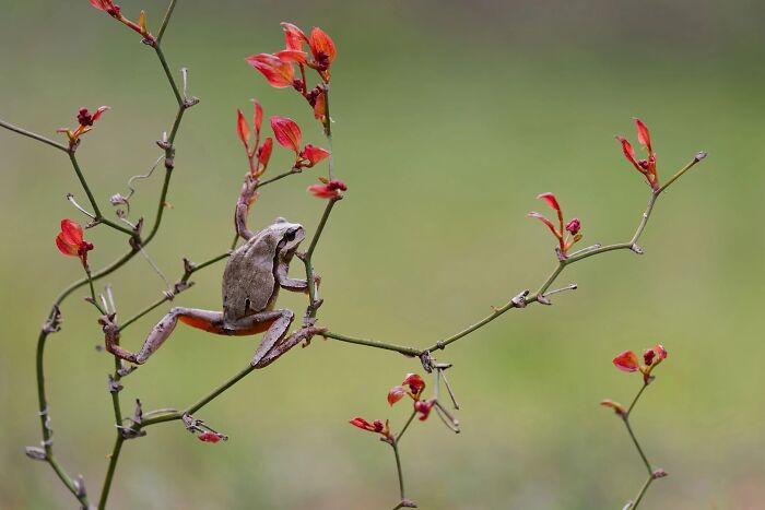 Tree frog climbing thin branches with red leaves, shown in Ournature Environmental Photo Awards.