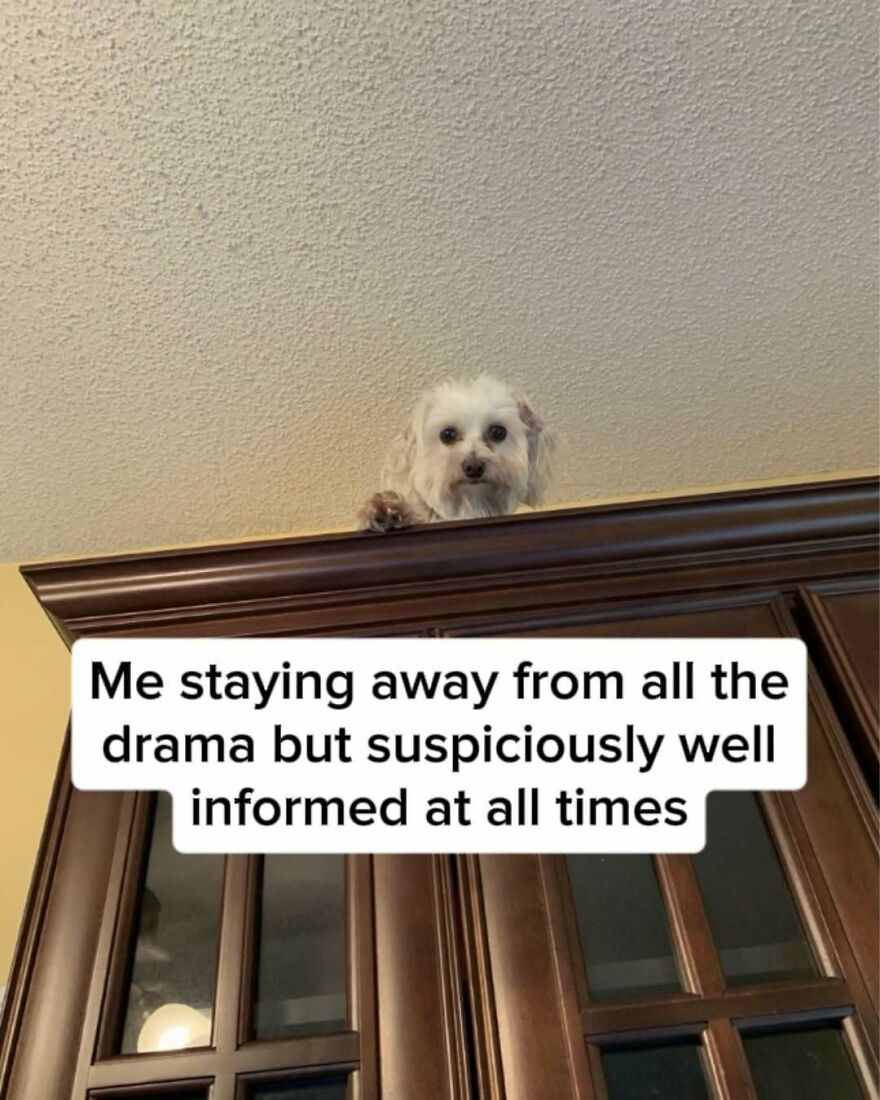 Spot-on memes of a small white dog peering from atop a tall cabinet looking down.