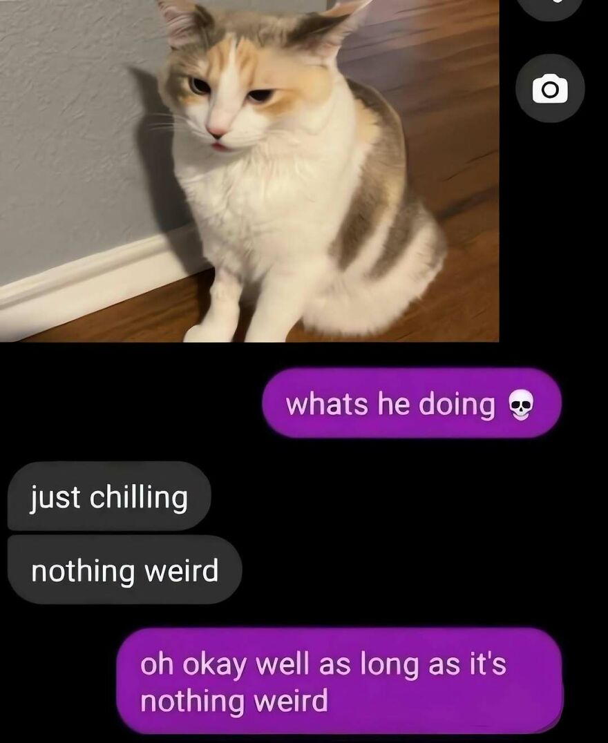 Funny text conversation with a cat photo, perfect for out-of-context pics.
