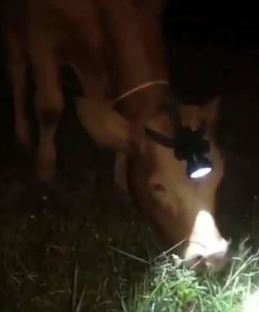 Out-of-context photo of a cow wearing a headlamp to eat grass in the dark