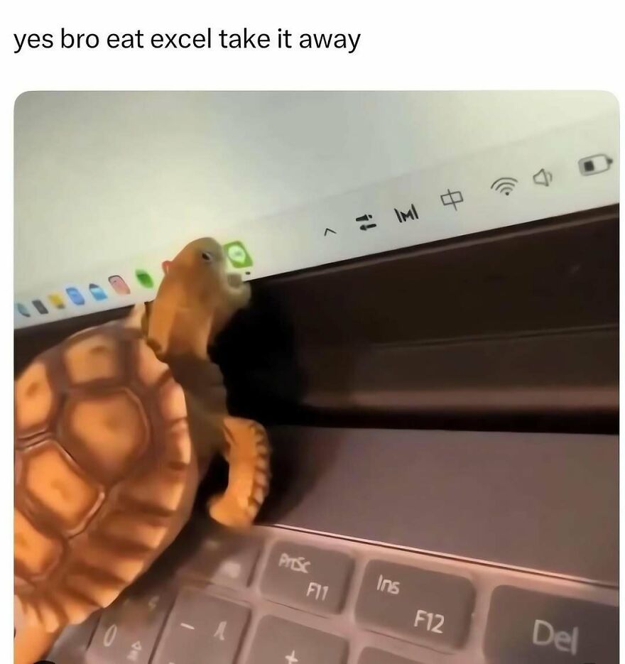 A funny out-of-context pic of a small tortoise biting the edge of a laptop screen near the Excel app icon.