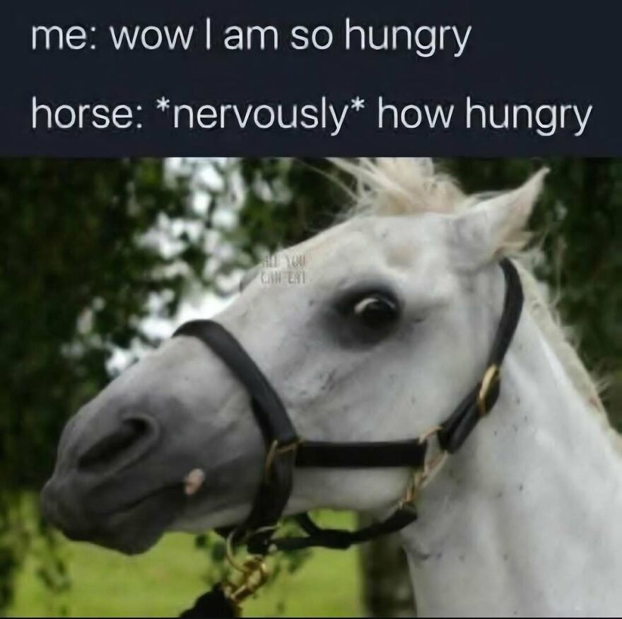 Nervous looking white horse side profile featured in funny out-of-context pics