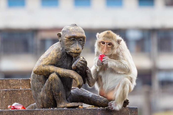 A macaque monkey eats next to a monkey statue, featured in NPOTY Wildlife Photos