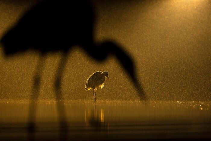 Silhouette of a bird standing in golden water from Ournature Environmental Photo Awards 2026