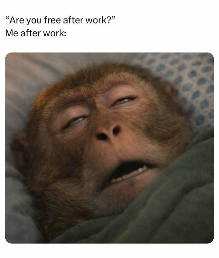 Tired monkey face expressing exhaustion after work meme