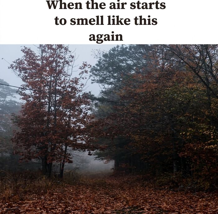 Spooky season meme showing a misty autumn forest filled with fallen orange leaves on a dirt path.