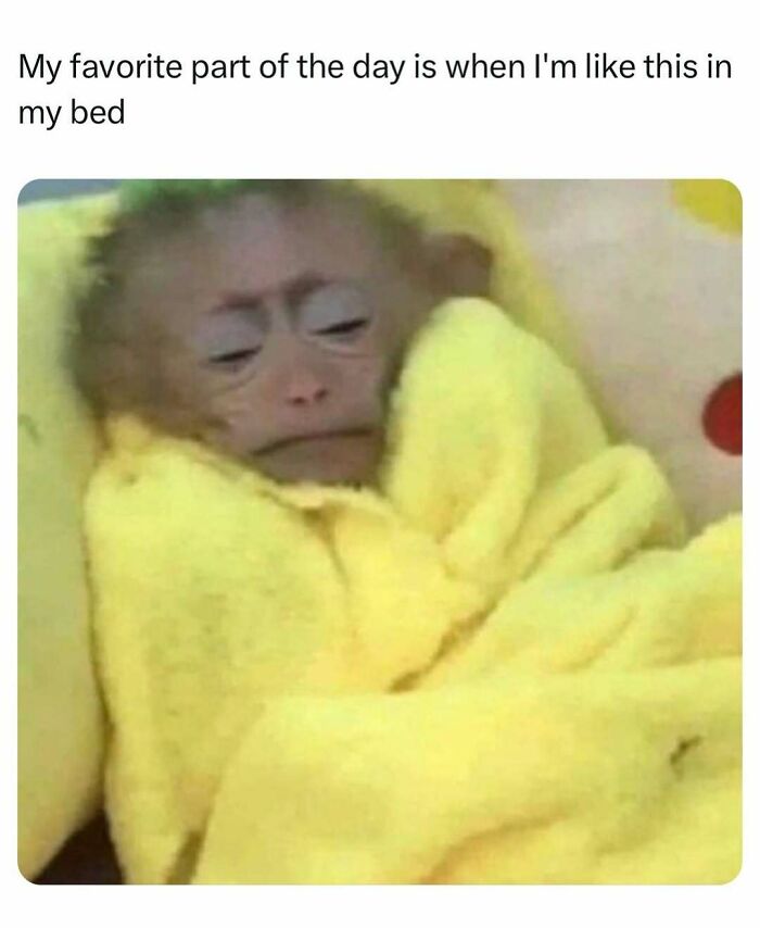 Monkey wrapped in yellow blanket comfy in bed meme