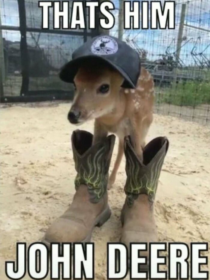 A hilarious pic meme of a small deer wearing cowboy boots and a hat labeled John Deere.