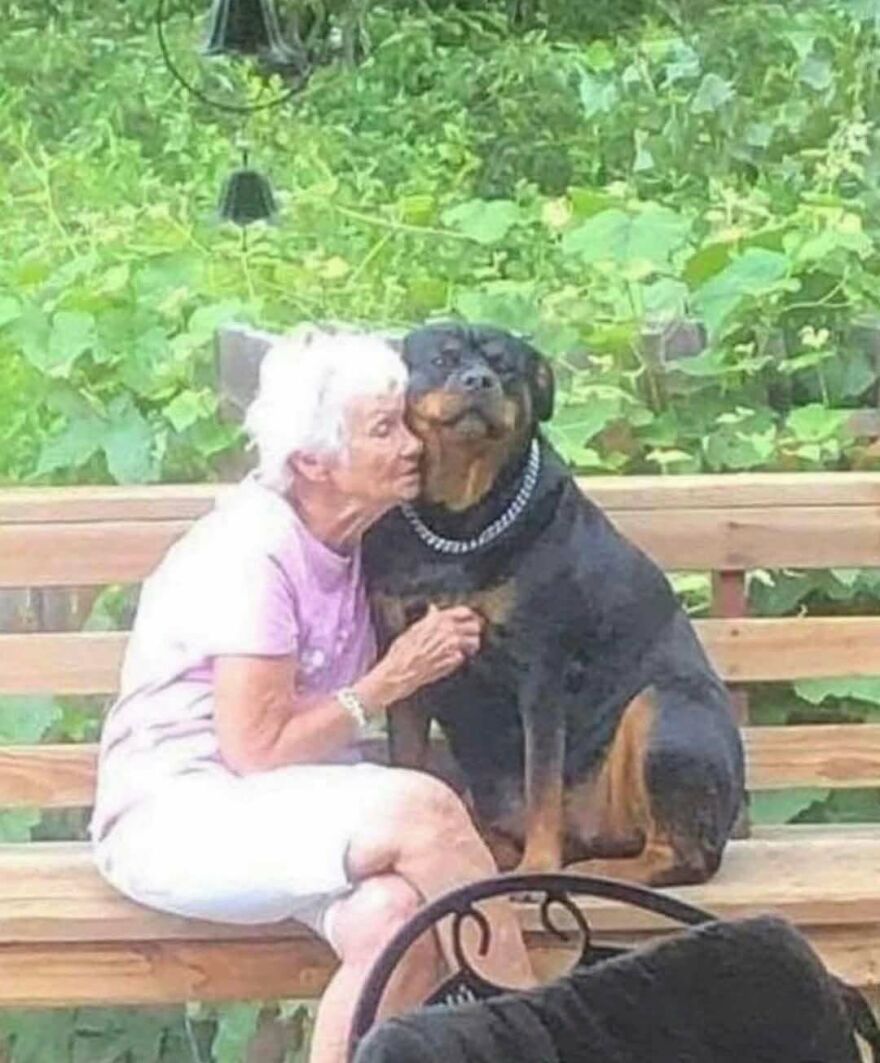 An elderly woman kissing a Rottweiler on a bench in funny out-of-context pics.