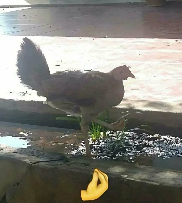 A chicken raising its foot in an amusing gesture matching an Italian hand emoji in hilarious pics.