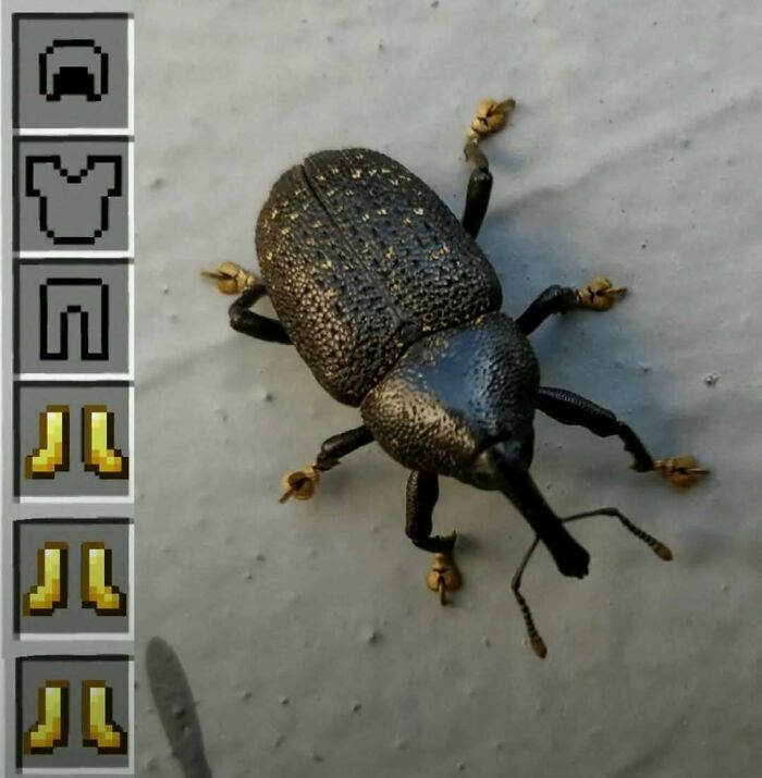 A bug with a funny video game style inventory overlay showcasing hilarious pics