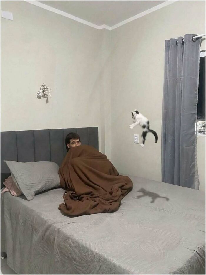 Hilarious pics of a man hiding under a blanket on a bed while a black and white cat mid-air pounces toward him.