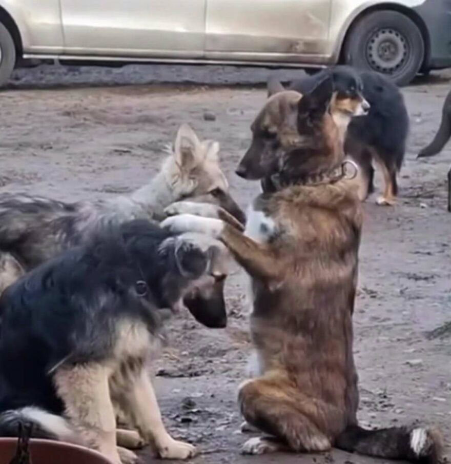 A brown dog resting its paws on a bowing German Shepherd in one of many funny out-of-context pics.