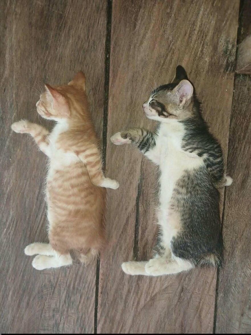 Out-of-context pics of two kittens sleeping flat on their backs side by side on wooden floorboards