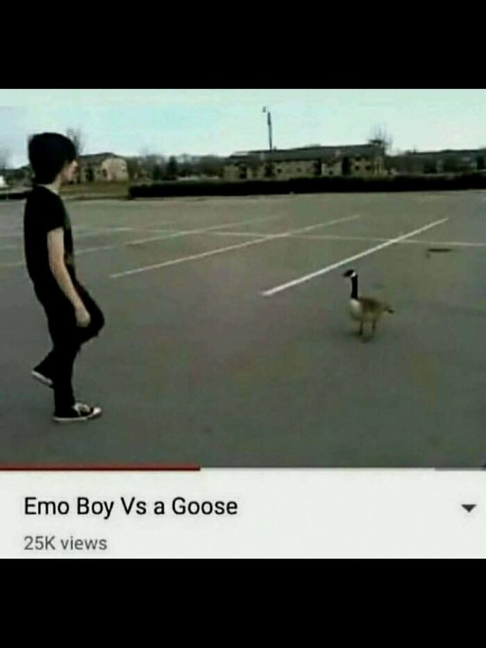 A video thumbnail showing a person facing off against a bird titled Emo Boy Vs a Goose as hilarious pics.